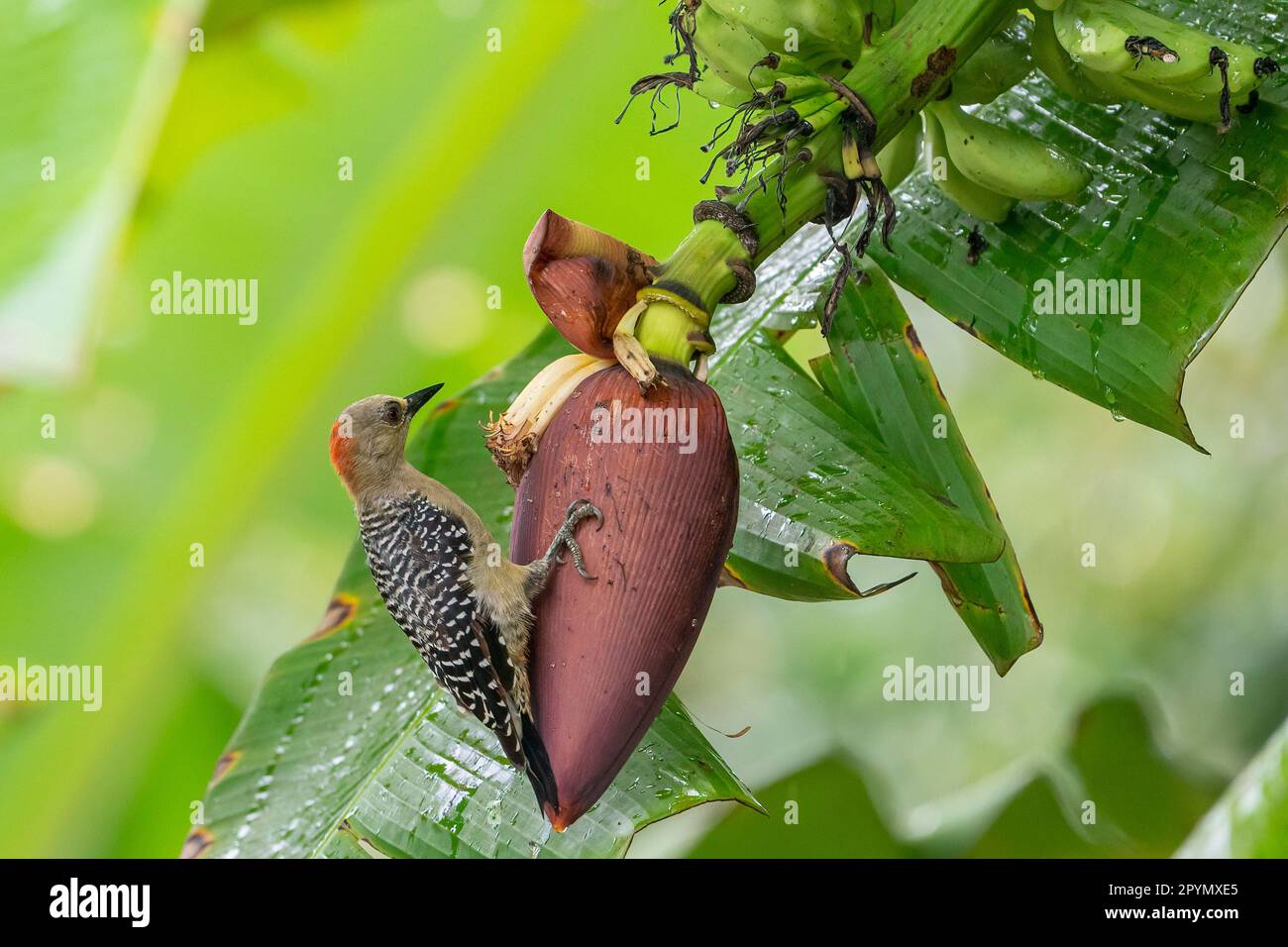 Roter Specht (Melanerpes rubricapillus), der an einer Bananenblume hängt. Stockfoto