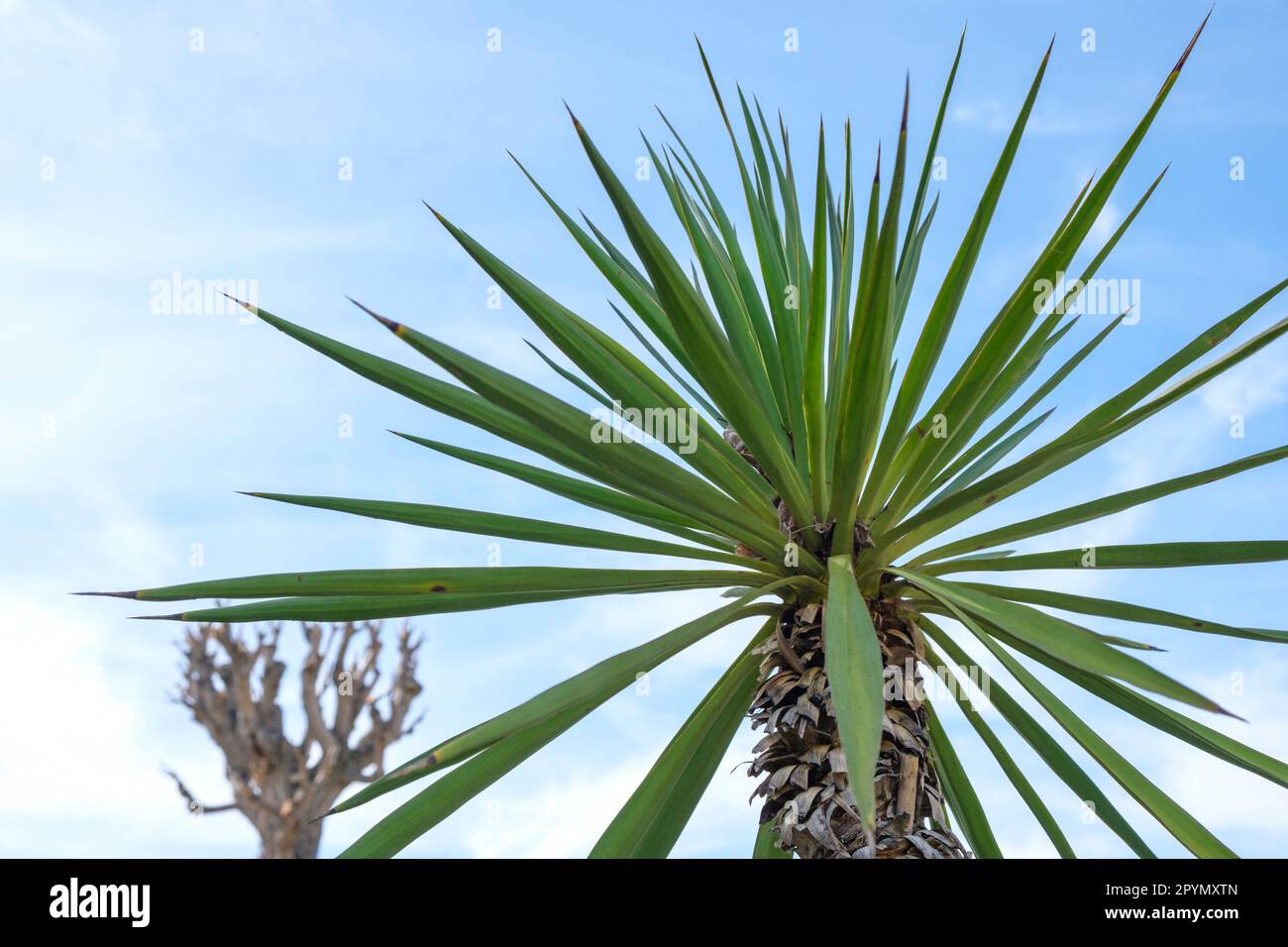 Blicken Sie hinauf durch die Blätter von Yucca oder Palmen am hellen Himmel dahinter. Stockfoto