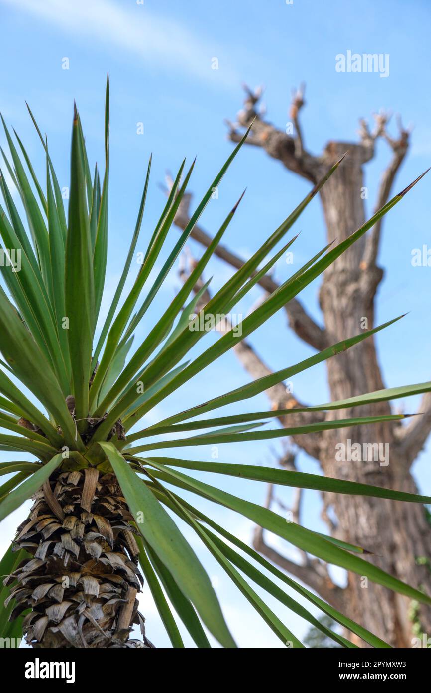 Blicken Sie hinauf durch die Blätter von Yucca oder Palmen am hellen Himmel dahinter. Stockfoto