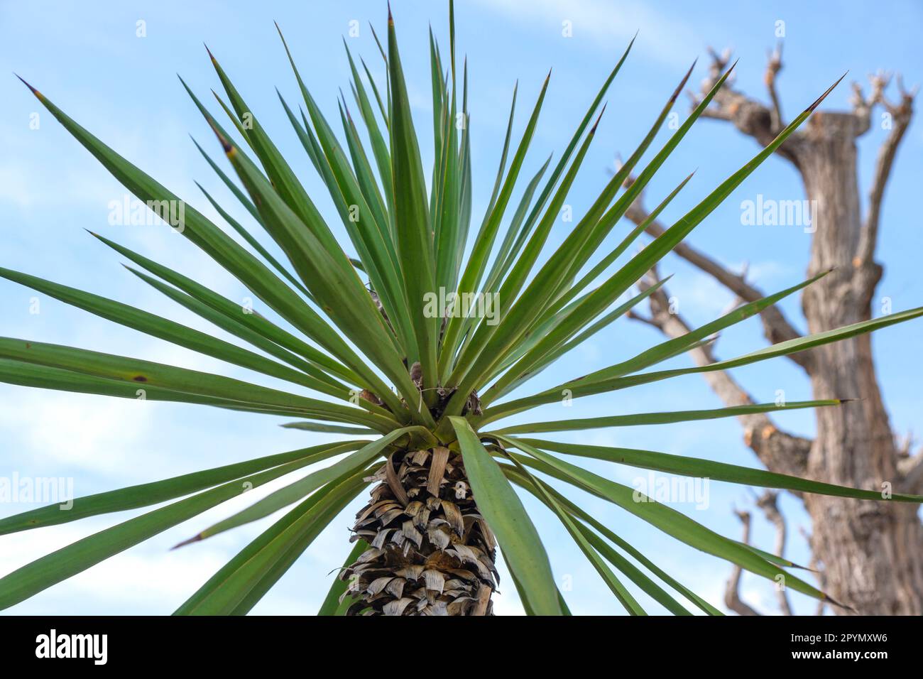 Blicken Sie hinauf durch die Blätter von Yucca oder Palmen am hellen Himmel dahinter. Stockfoto