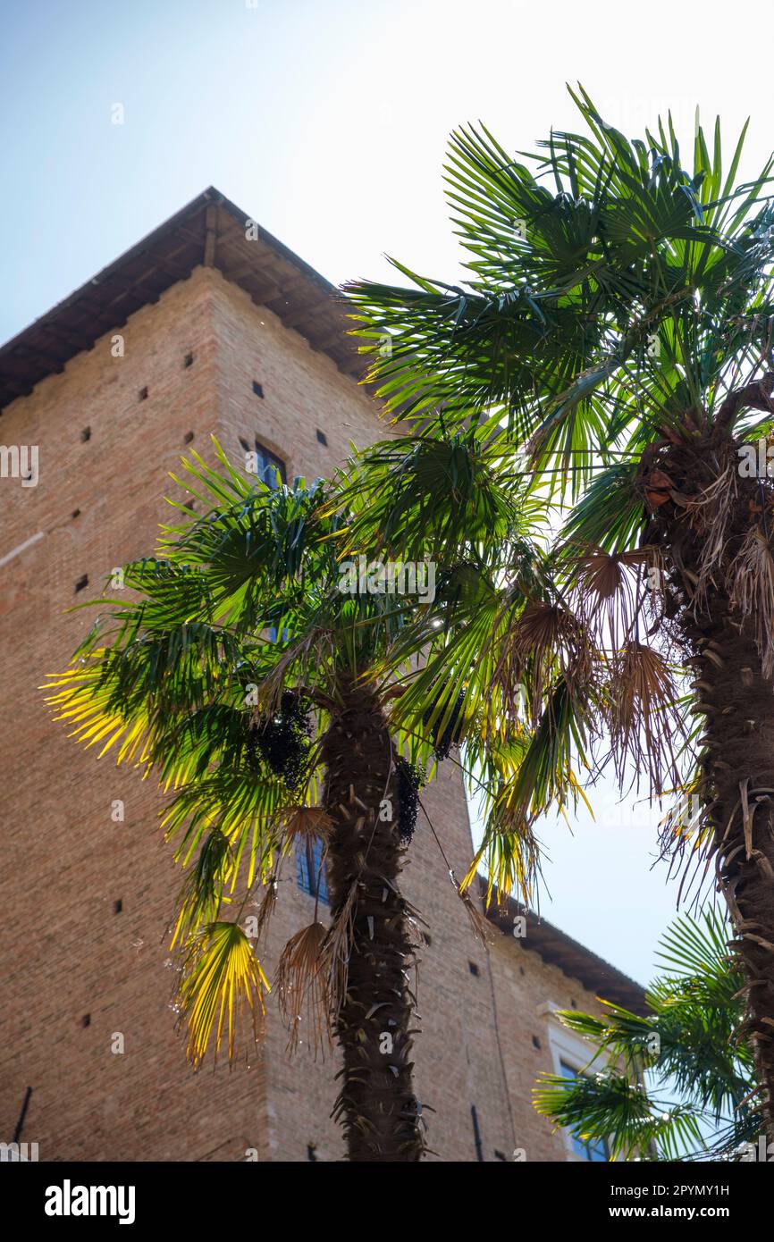 Blicken Sie hinauf durch die Blätter von Yucca oder Palmen am hellen Himmel dahinter. Stockfoto