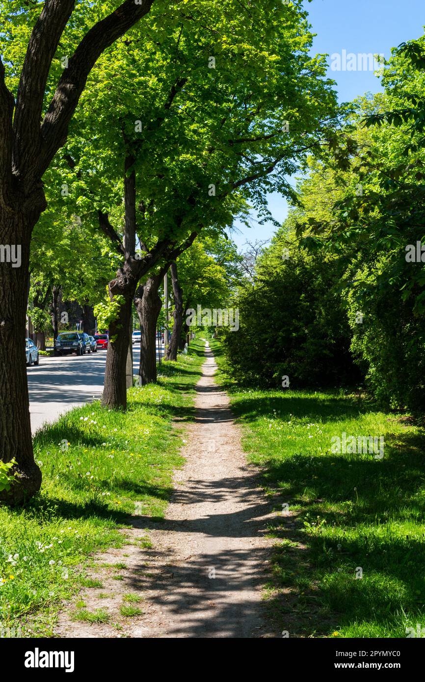 Fußweg entlang der Beke utca Straße mit Sträuchern im Frühling, Sopron, Ungarn Stockfoto
