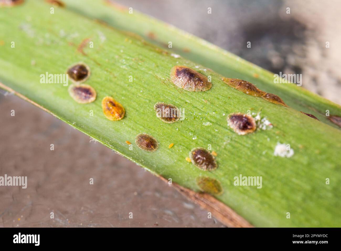 Pulvinaria betulae oder Pulvinaria vitis (Wollschuppen) am Stiel von  Monstera deliciosa Stockfotografie - Alamy