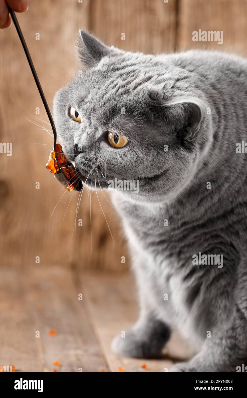 Eine graue britische Katze isst gerne roten Lachskaviar aus einem schwarzen Löffel auf Holzhintergrund. Die Katze isst Meeresfrüchte. Stockfoto