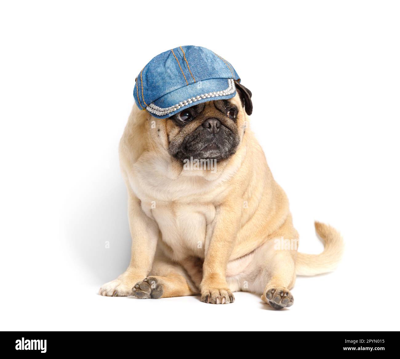 Reinrassige niedliche, lustige Hundefreundin in einer Denim-Baseballkappe auf weißem Hintergrund. Schicker Hund. Kleidung und Accessoires für Tiere. Stockfoto