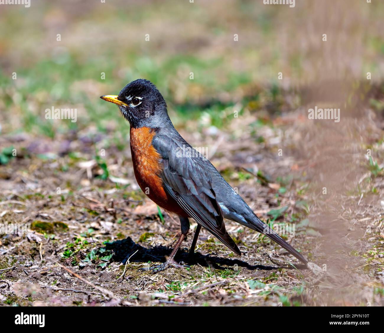Amerikanischer Robin-Vogel, der auf dem Boden steht und nach Essen sucht, mit einem verwischten Hintergrund in seiner Umgebung und seinem Lebensraum, mit Gefiederfedern. Stockfoto