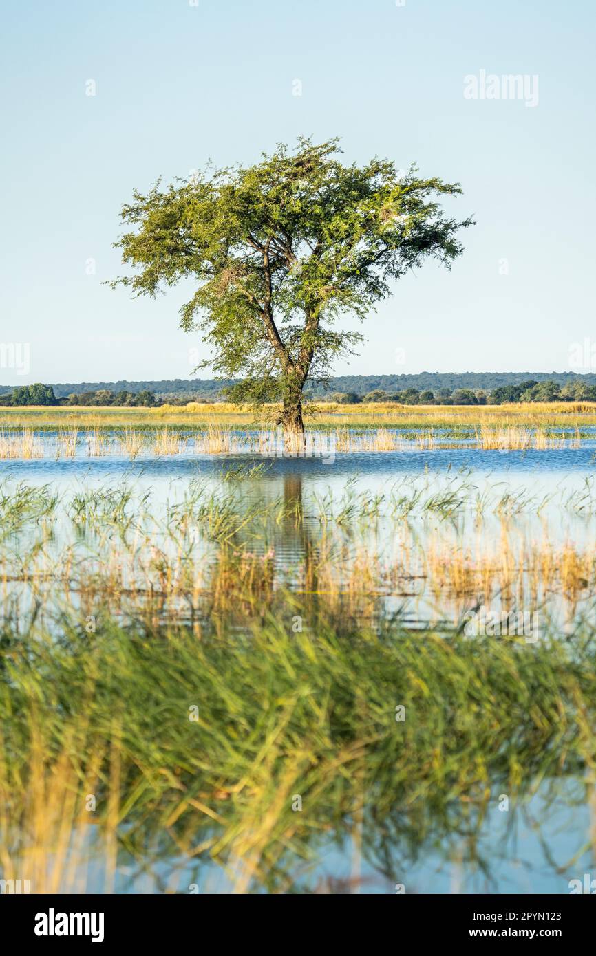 Afrikanischer Baum steht im Wasser des Chobe-Flusses, umgeben von Wasser. Hintergrund und blauer Himmel. Chobe River, Namibia, Afrika Stockfoto