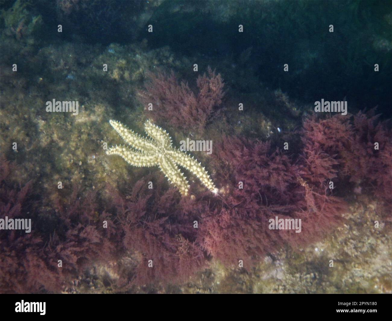 Seesterne-Echinoderm im Meer Stockfoto