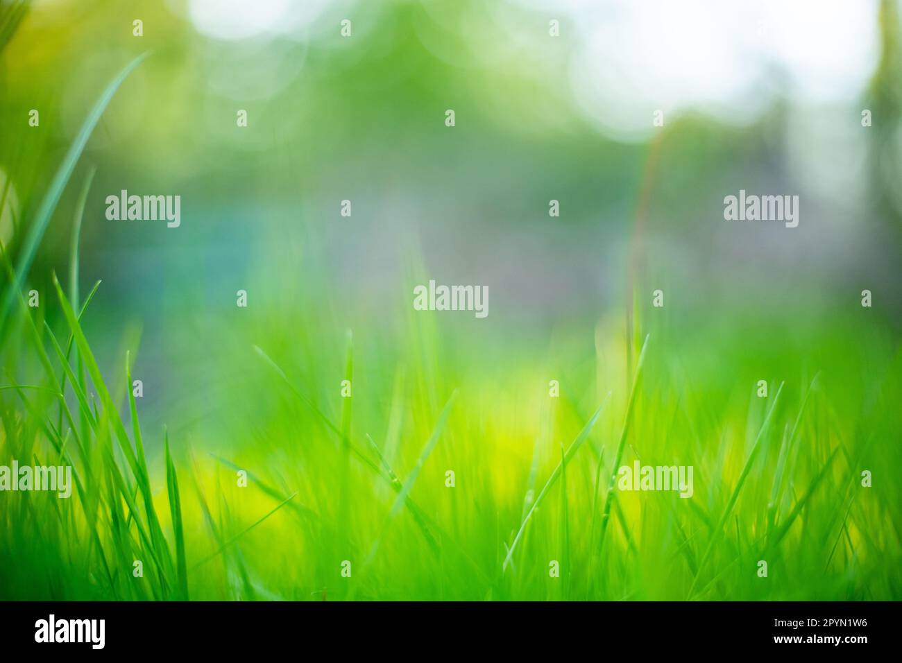 Nahaufnahme von wilden Frühlingswiesen mit Hintergrundbeleuchtung von goldener Stunde, 2023, horizontales Format Stockfoto
