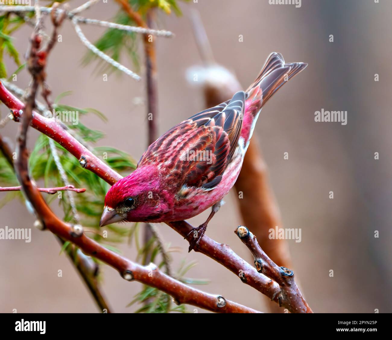 Finch männliche Nahansicht, hoch oben auf einem Zweig mit rotem Farbmuster und einem unscharfen Hintergrund in seinem Lebensraum. Lila Finch. Stockfoto