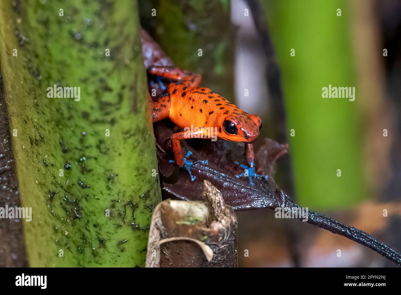 Der kleine Erdbeer-Giftfrosch oder Blaujeans Giftfrosch (Oophaga pumilio) Stockfoto