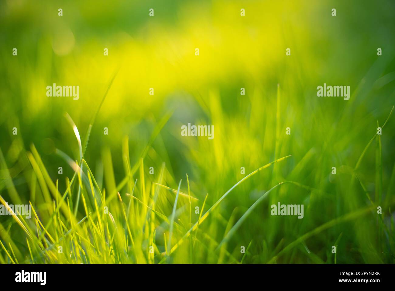 Nahaufnahme von wilden Frühlingswiesen mit Hintergrundbeleuchtung von goldener Stunde, 2023, horizontales Format Stockfoto