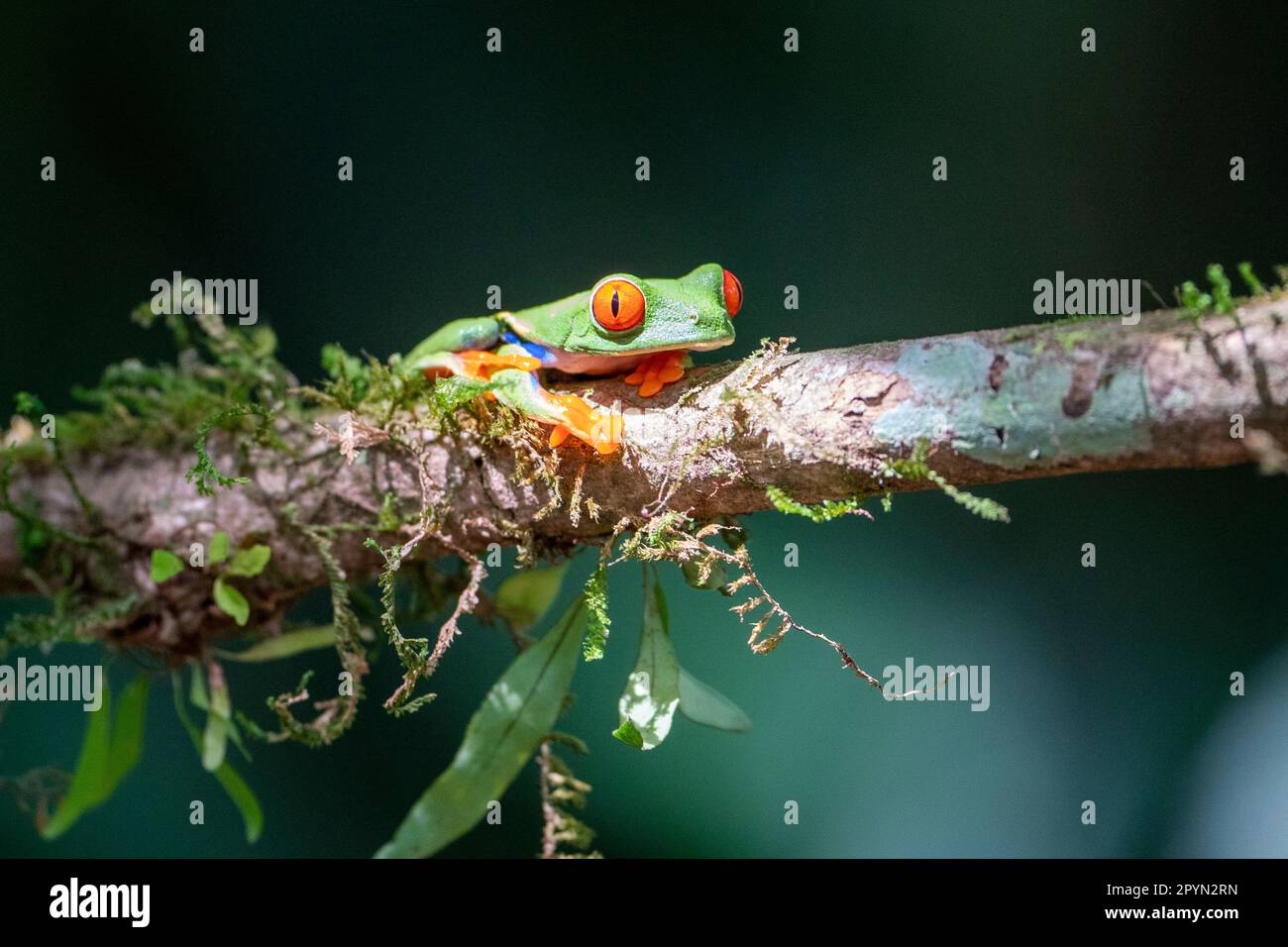 Der berühmte rothäugige Baumfrosch (Agalychnis callidryas) auf einem Ast mit etwas Moos Stockfoto