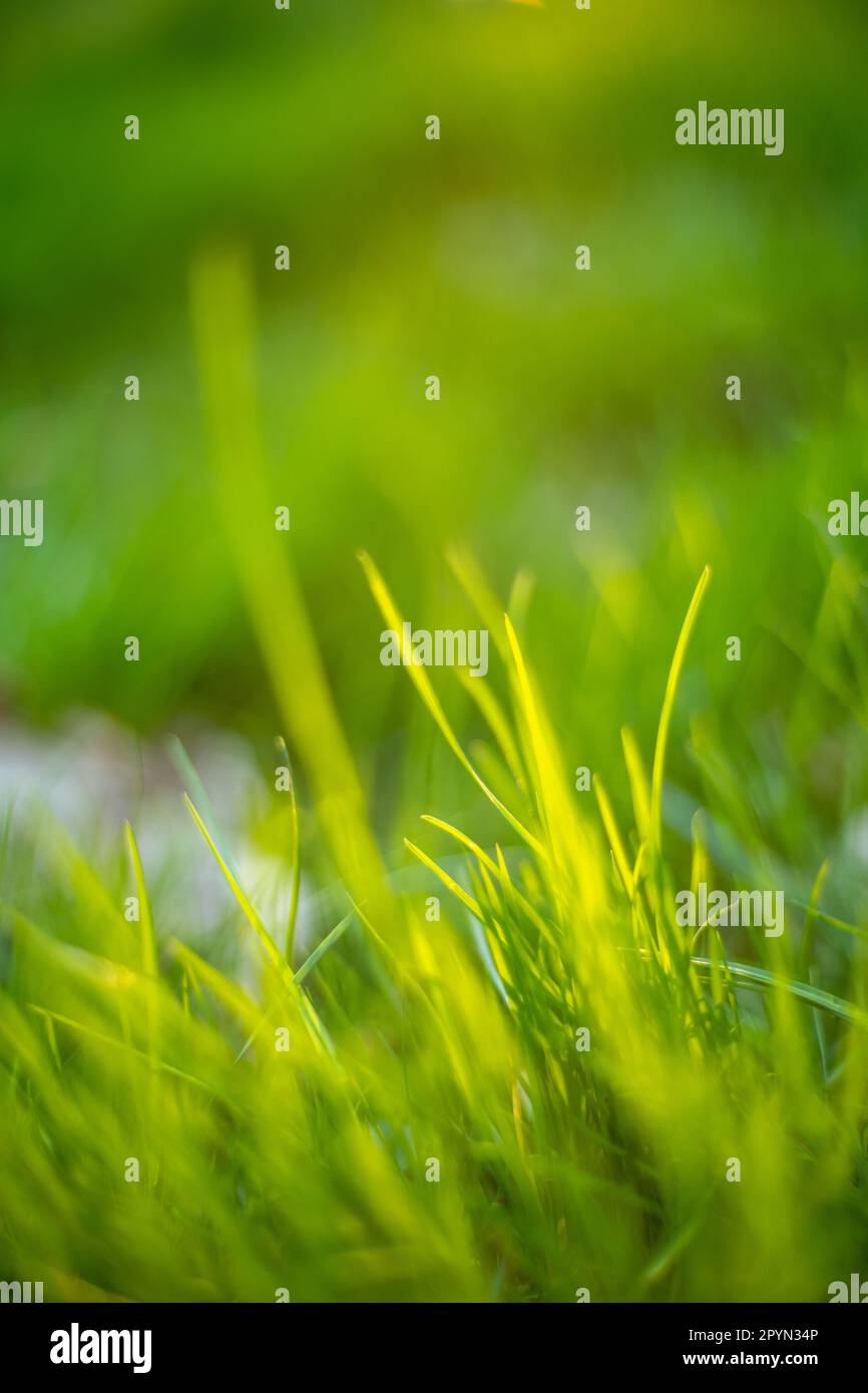 Nahaufnahme von wilden Frühlingswiesen mit Hintergrundbeleuchtung von Golden Hour, 2023, vertikales Format Stockfoto
