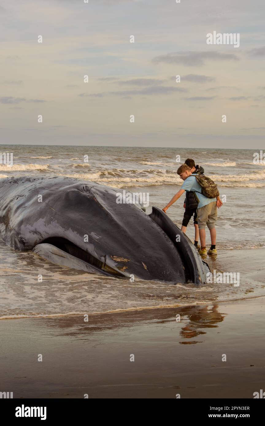 Toter Beached Whale Stockfoto
