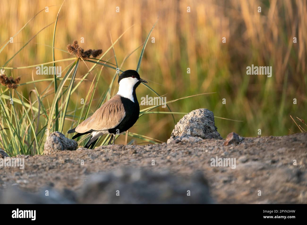 Der Stechflügelkrampf (Vanellus spinosus) in der Morningsun in Gambia Stockfoto