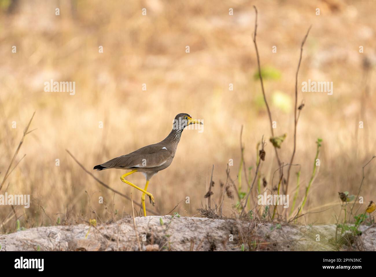 Afrikanischer Wattelsturz (Vanellus senegallus), der auf einem ausgetrockneten Feld in Gambia steht Stockfoto