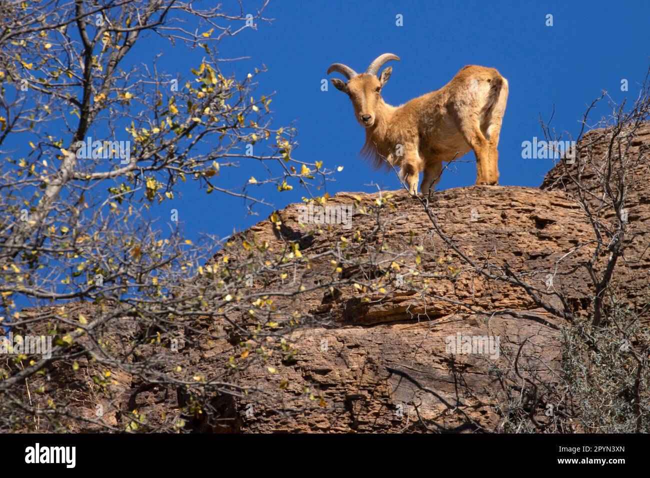 Berberschafe (Ammotragus lervia), Davis Mountains State Park, Texas Stockfoto