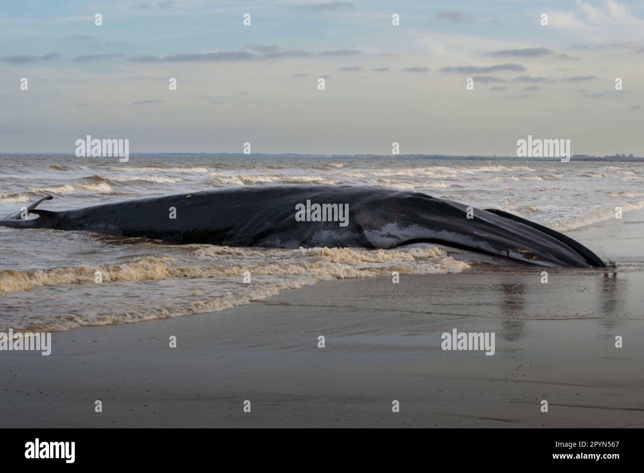 Wal Am Strand Stockfoto