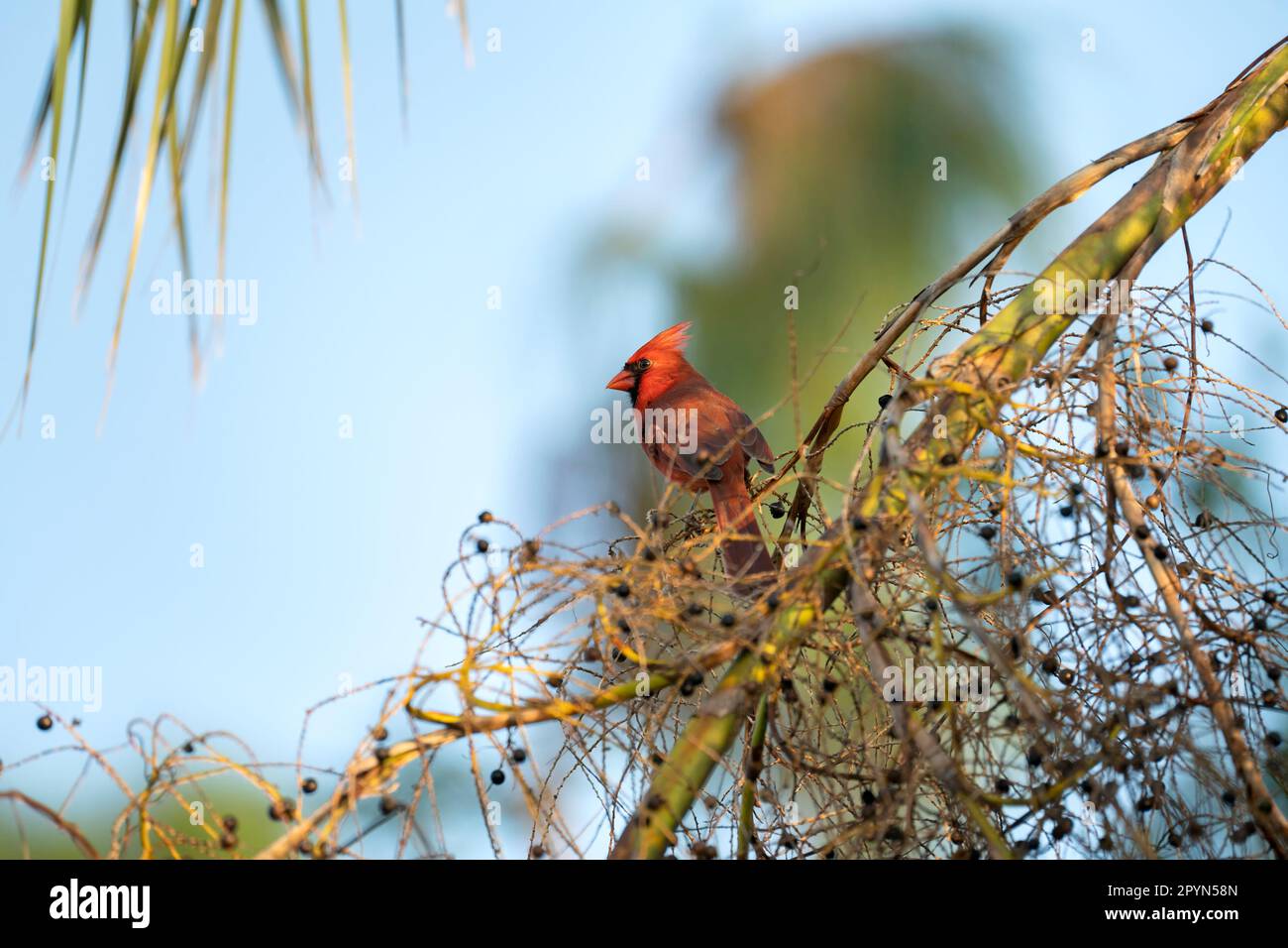 Nördlicher Kardinalvogel (Cardinalis cardinalis), der auf einem Ast sitzt und wilde Beeren isst. Stockfoto