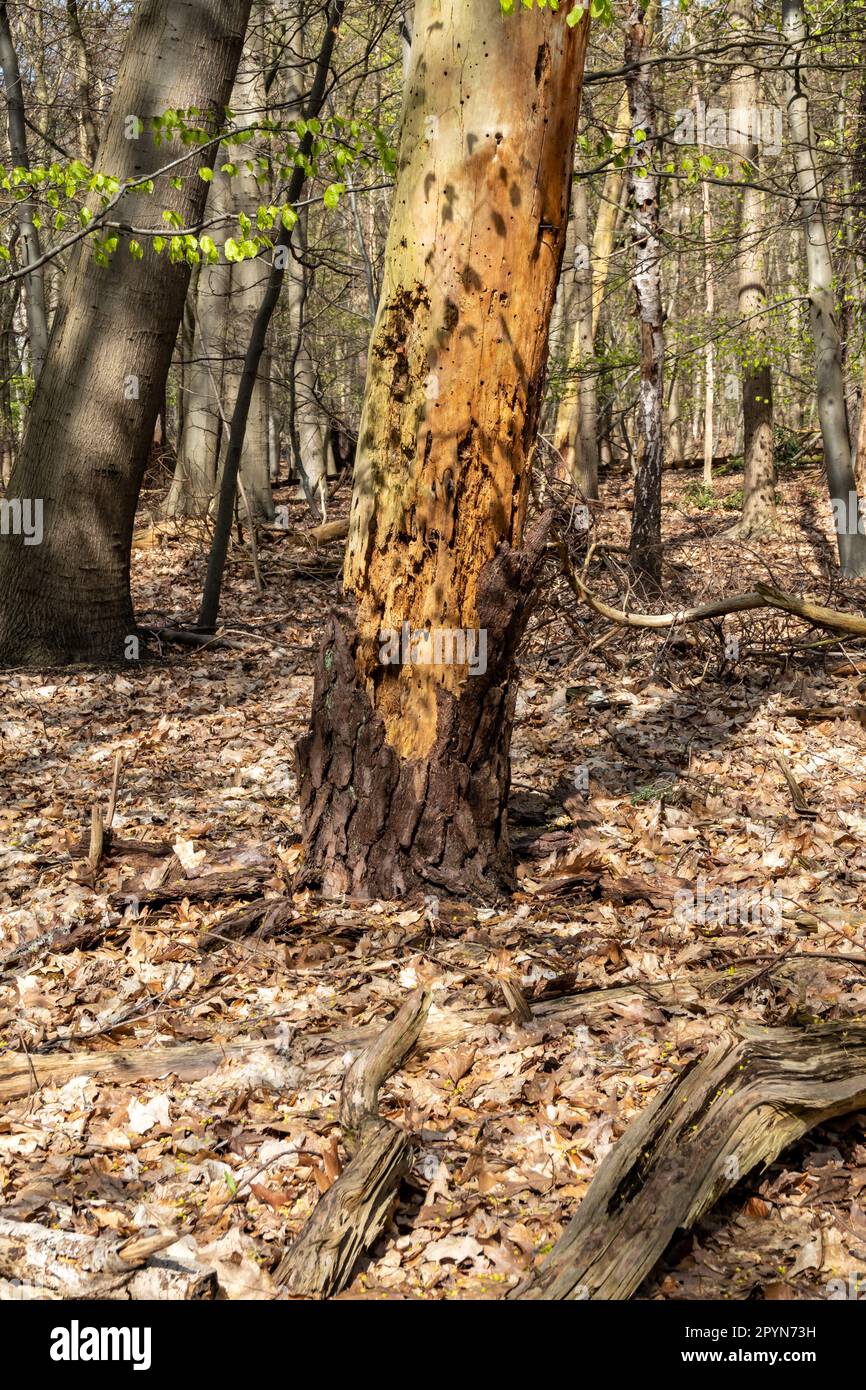 Rinde, die von einer Eiche fällt, Quercus robur, nach Hitzewelle und Dürre aufgrund des Klimawandels, Hilversum, Niederlande Stockfoto