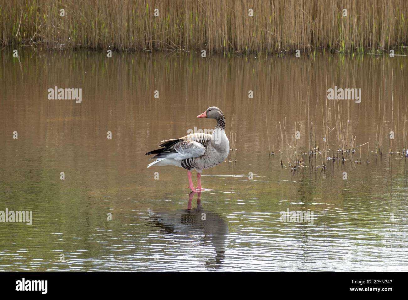Vigilant Greylag Gans, Anser anser, steht im flachen Wasser des Teiches im Naturschutzgebiet Zanderij Crailo, Hilversum, Niederlande Stockfoto