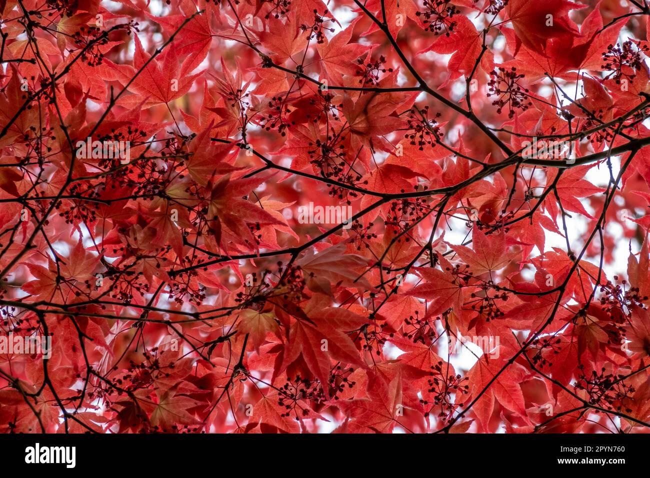 Japanischer Ahorn, Acer palmatum „Atropurpureum“ rot, Baum mit roten Blättern, Blick auf Laub und Äste von unten, Niederlande Stockfoto