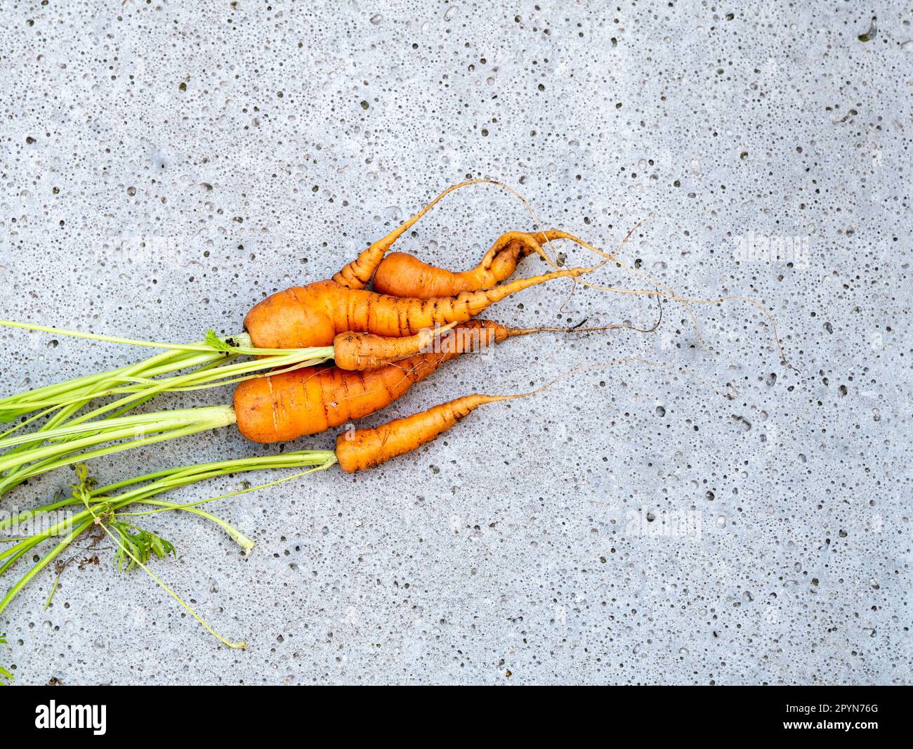 Frisch geerntete Bio-Karotten mit grünen Oberteilen, die im Küchengarten angebaut werden Stockfoto