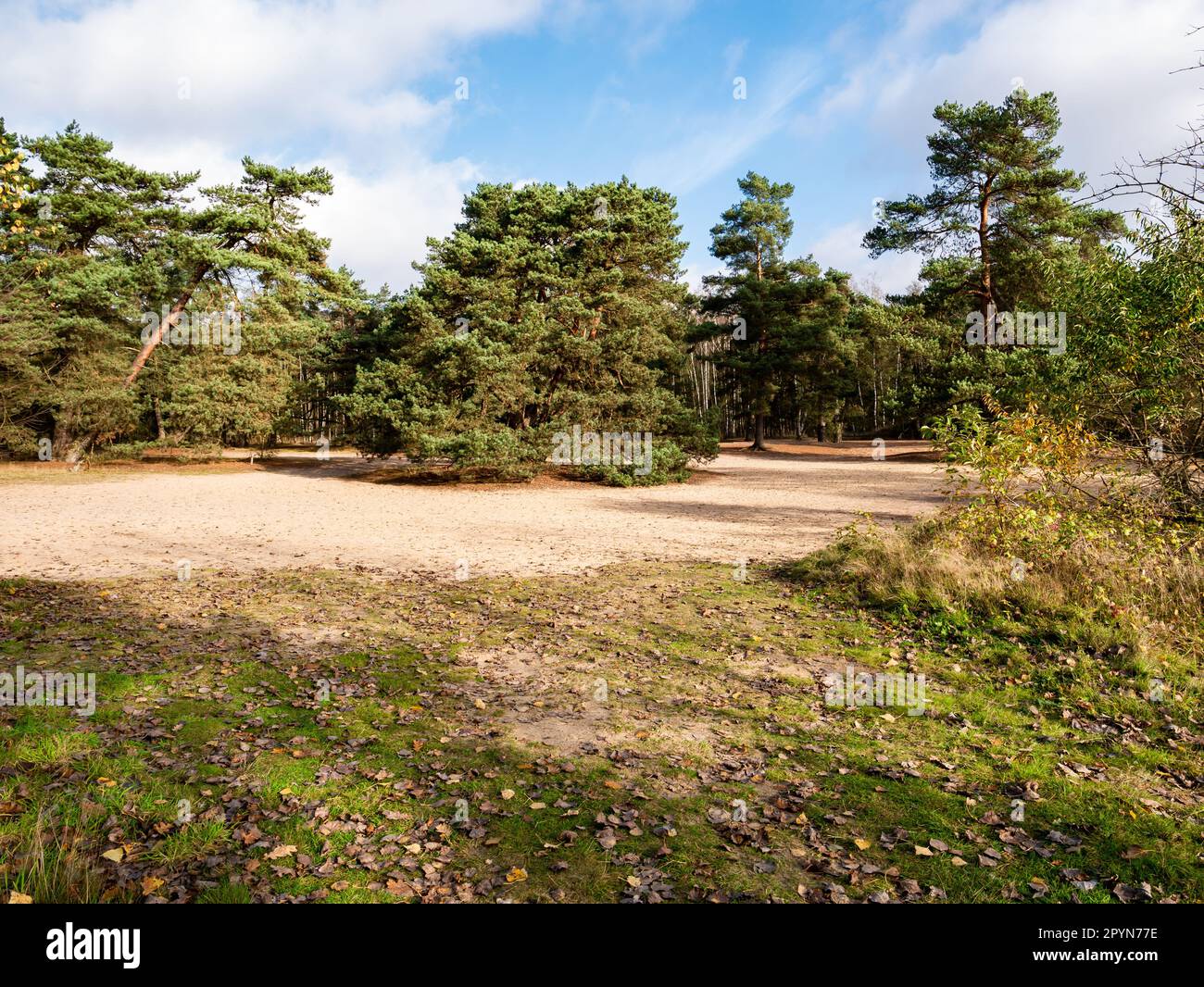 Schottische Kiefern im Naturschutzgebiet Lutterzand in der Nähe der Stadt De Lutte in Losser, Overijssel, Niederlande Stockfoto