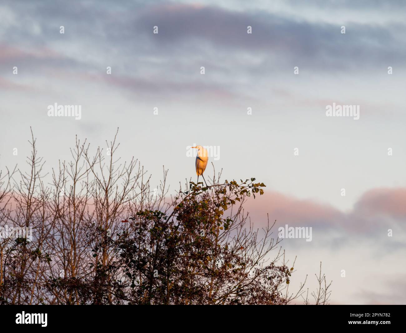 Großer Reiher, Ardea alba, der während der goldenen Stunde im Naturschutzgebiet nahe Strand Nulde, Niederlande, auf der Baumspitze sitzt Stockfoto