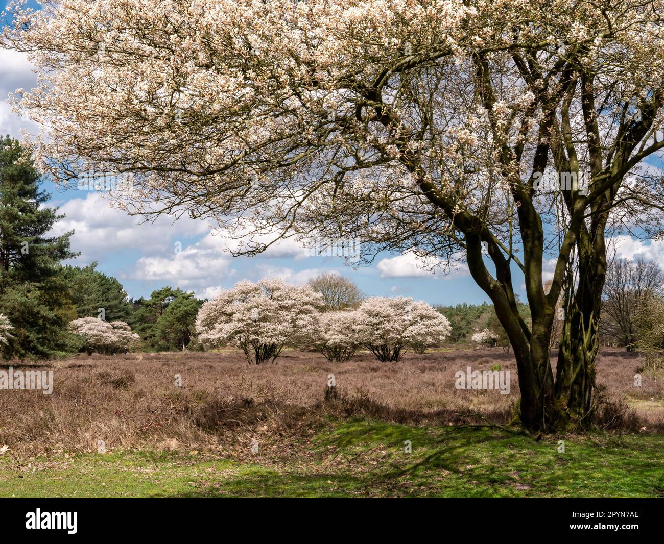 Blühende Juneberry- oder Teeberry-Bäume, Amelanchier lamarkii, im Naturschutzgebiet Zuiderheide in Het Gooi, Nordholland, Niederlande Stockfoto