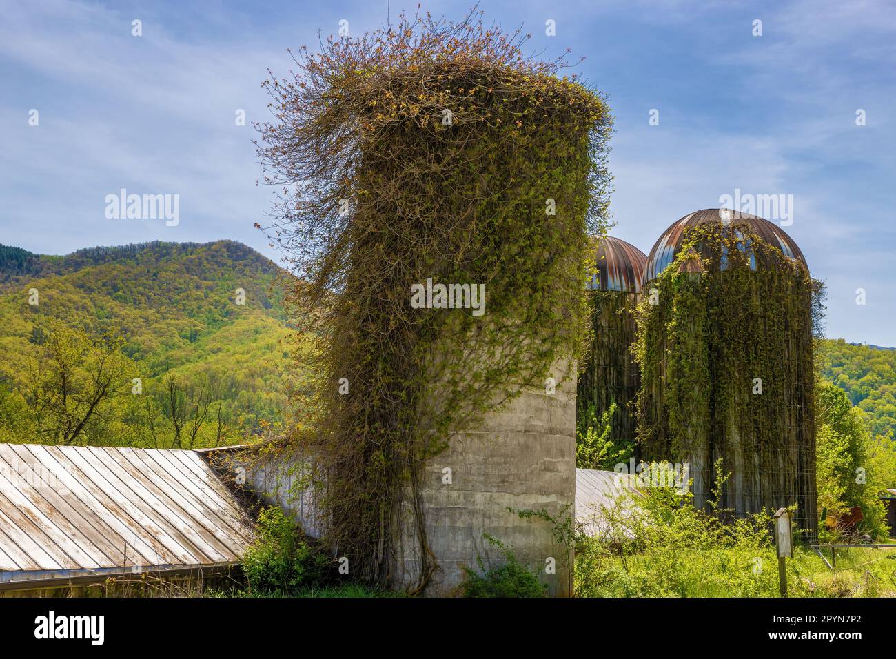 Silos mit Weinreben befinden sich neben einer unbefestigten Straße abseits der Hauptstraße im ländlichen North Carolina. Stockfoto