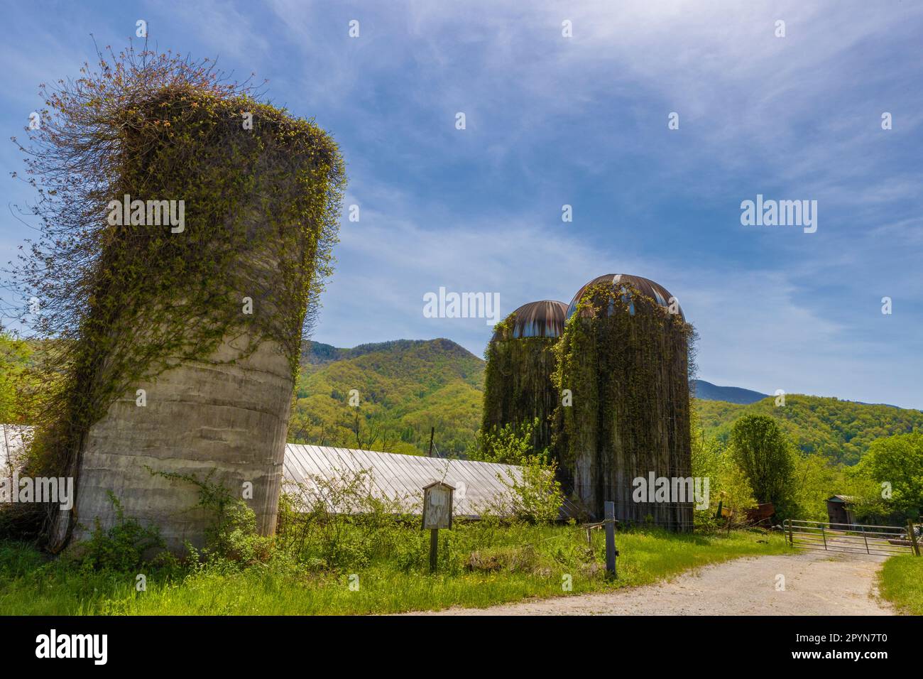 Silos mit Weinreben befinden sich neben einer unbefestigten Straße abseits der Hauptstraße im ländlichen North Carolina. Stockfoto