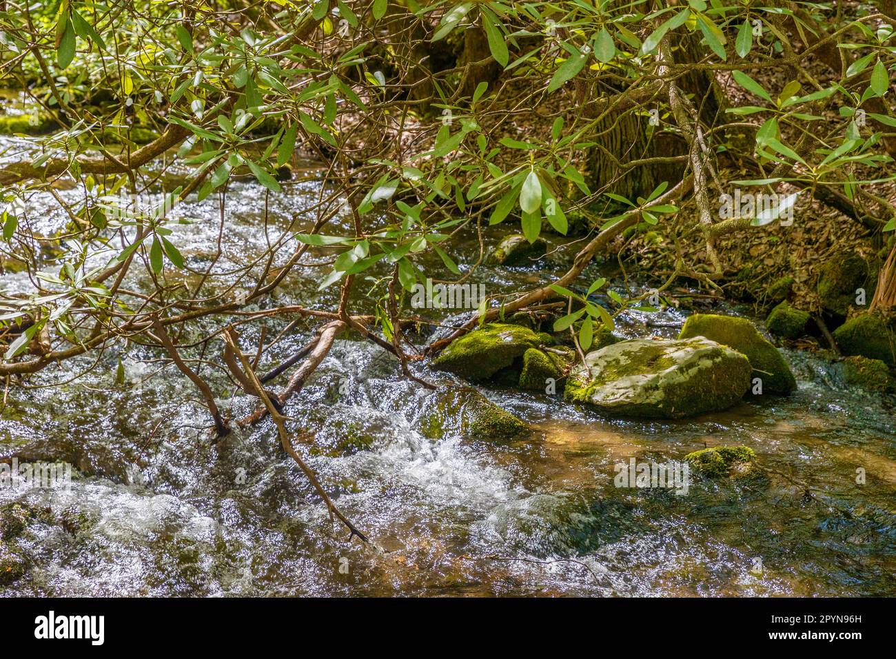 Nahaufnahme eines kleinen Bachs mit einem wilden Rhododendron-Zweig, der von der Bank in den Great Smoky Mountains abhängt. Stockfoto