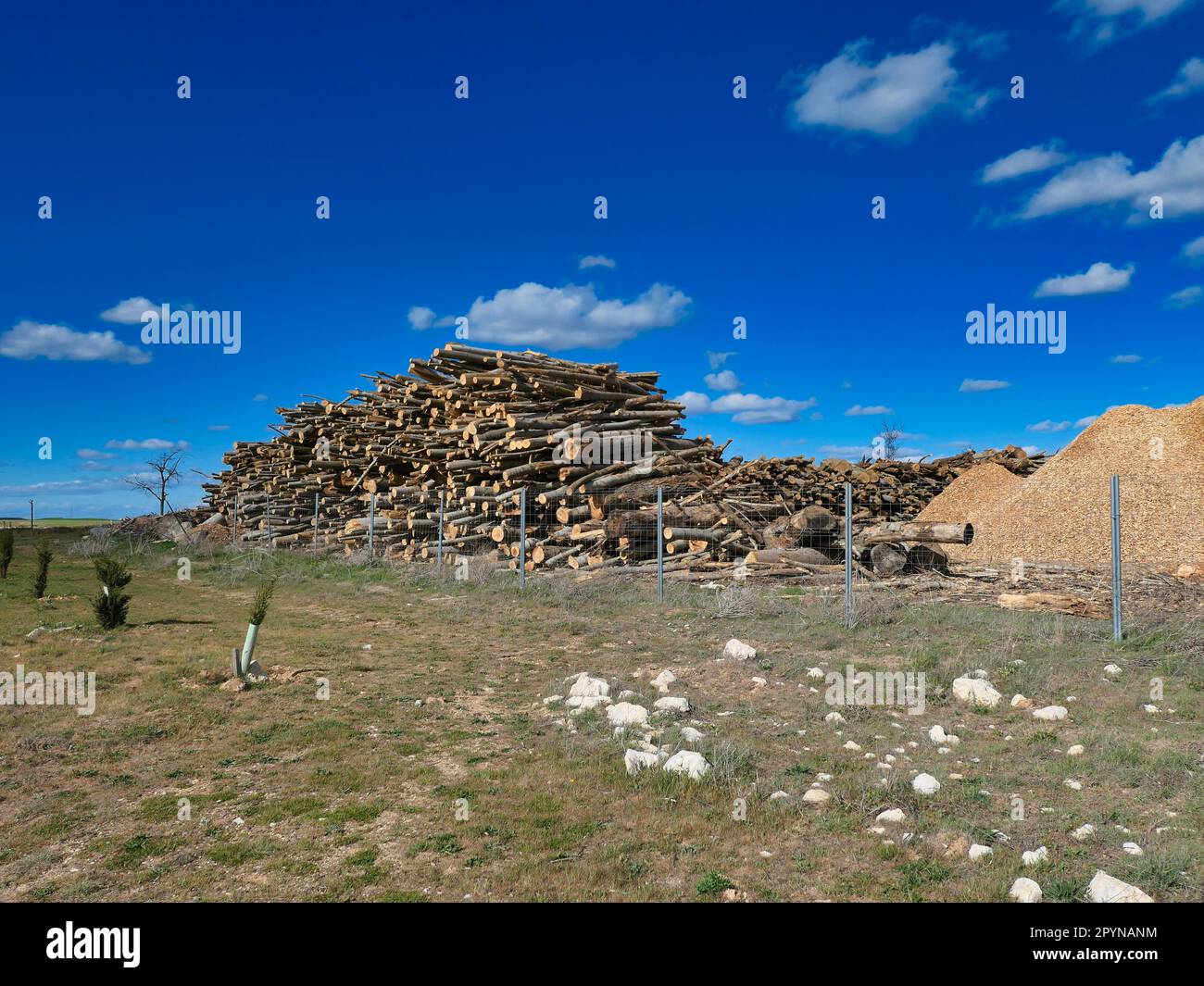 Lange Schnittholz stapelten sich ordentlich. Stockfoto
