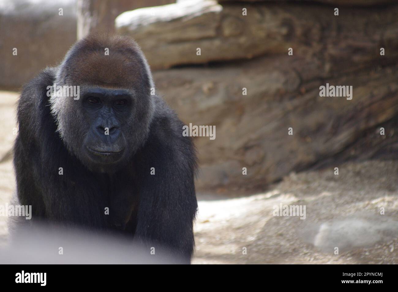 Gorilla, San Diego Zoo Safari Park, CA Stockfoto Gorilla, San Diego Zoo Safari Park, CA Stockfoto