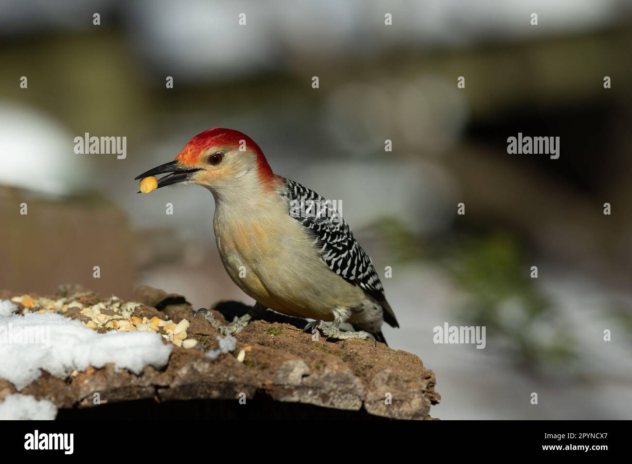 Red-bellied Woodpecker (Melanerpes carolinus), Mariner Point Park, Joppatown, MD Stockfoto