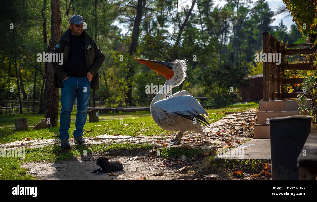 Nationalpark-Ranger mit domestiziertem Pelikan Johnny im Divjake-Karavasta-Nationalpark in Albanien Stockfoto