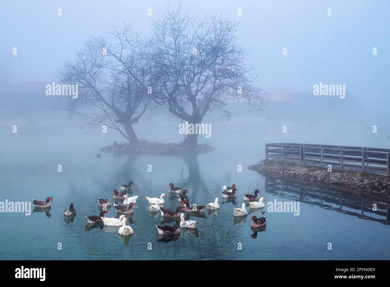 Friedlicher Moment im Vryssi Tyrnavou, einem malerischen kleinen See und einem schönen Erholungsgebiet in der Nähe von Tyrnavos Stadt, Larissa, Thessalien, Griechenland. Stockfoto