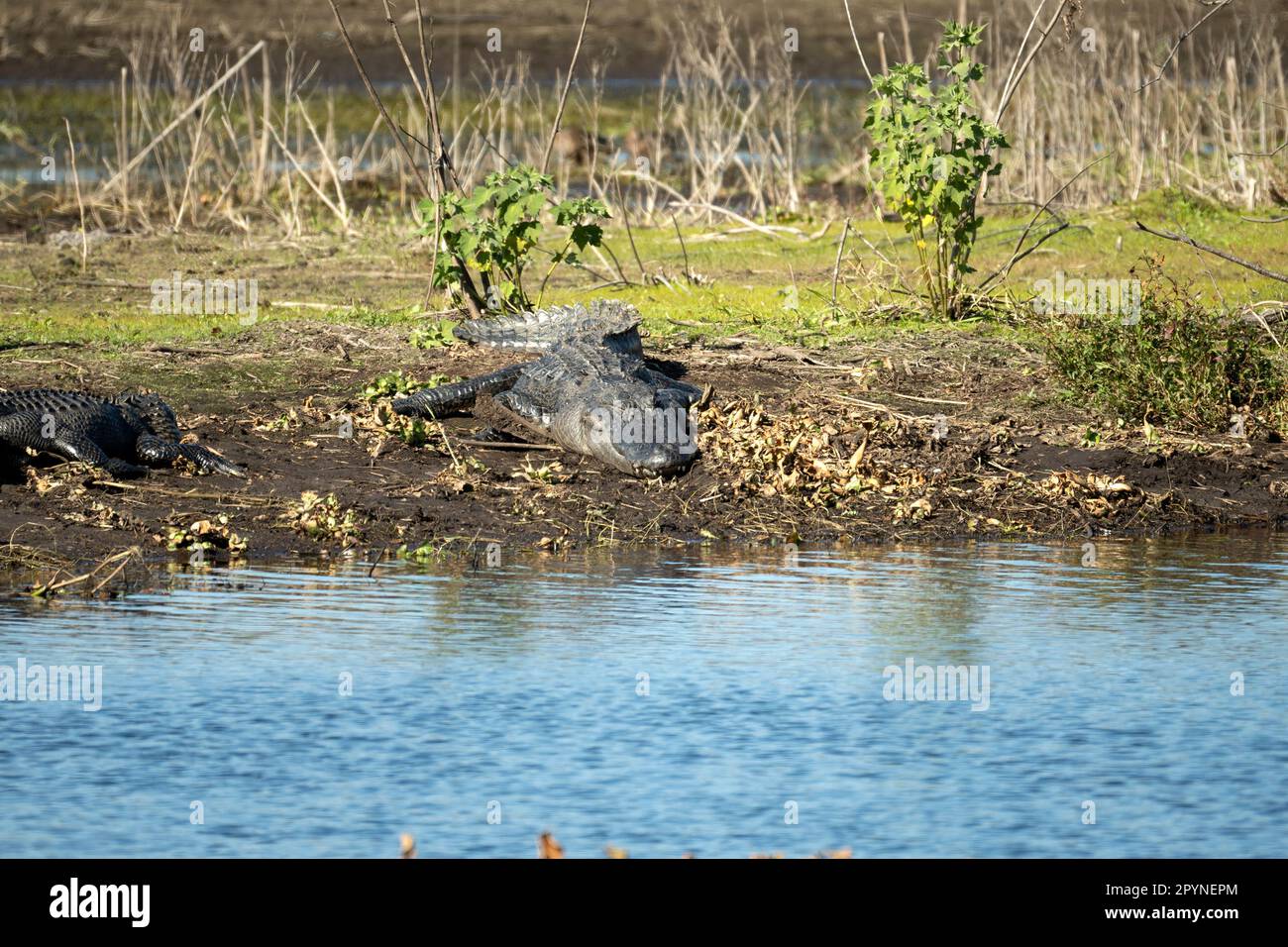 Amerikanische Alligatoren genießen die Hitze der Sonne am Ufer des Sees in Florida Stockfoto