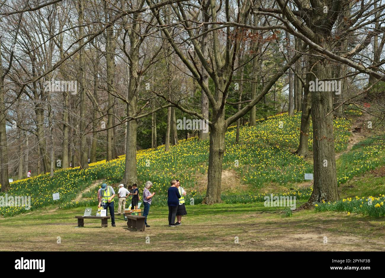 Freiwillige verteilen Reiseführer und andere Informationen an Besucher auf dem Daffodil Hill in Cleveland's Lake View Cemetery. Stockfoto