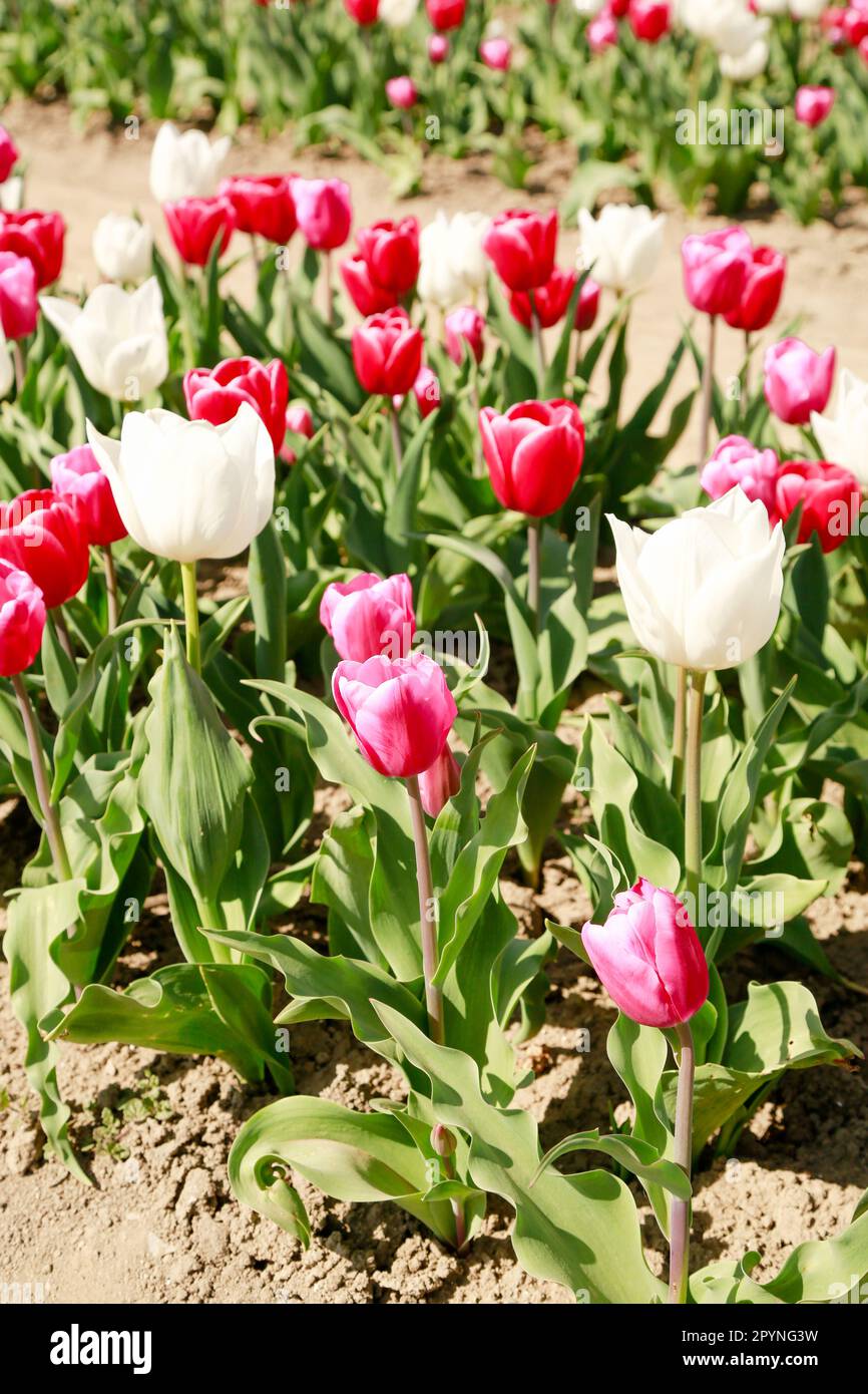 Wunderschöne Tulpen, die in Holland Fields frühlingsbluten, an einem sonnigen Tag Stockfoto