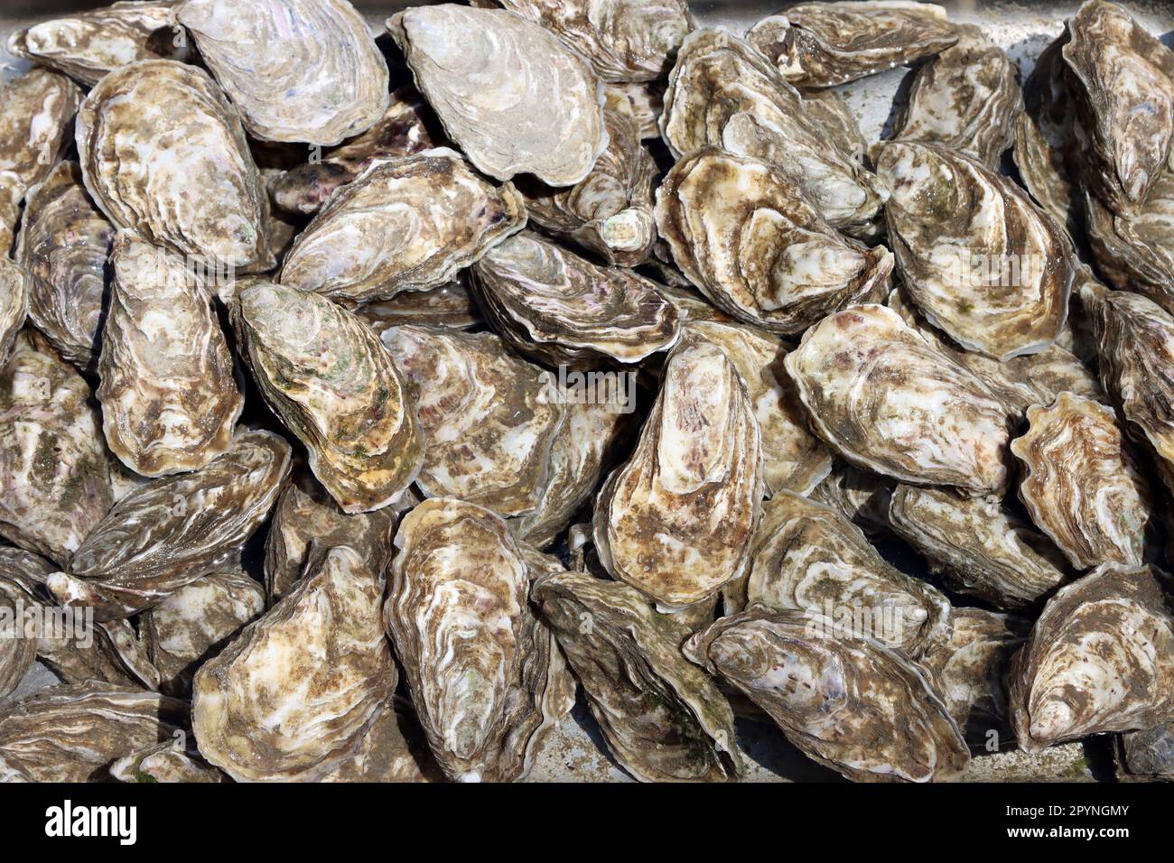 Austern zum Verkauf auf dem Fischmarkt. Frische Meeresfrüchte Stockfoto