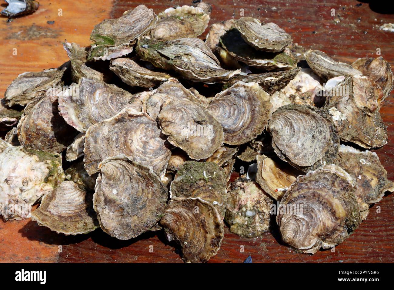Austern zum Verkauf auf dem Fischmarkt. Frische Meeresfrüchte Stockfoto