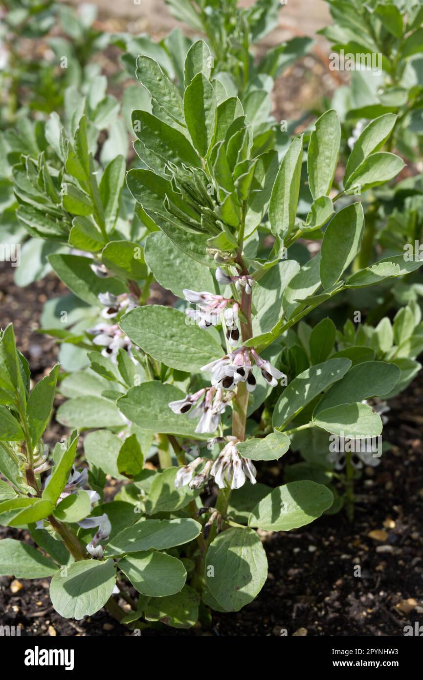 Dicke Bohnen, Favabohne oder Vicia faba im Blumengarten des Vereinigten Königreichs April Stockfoto