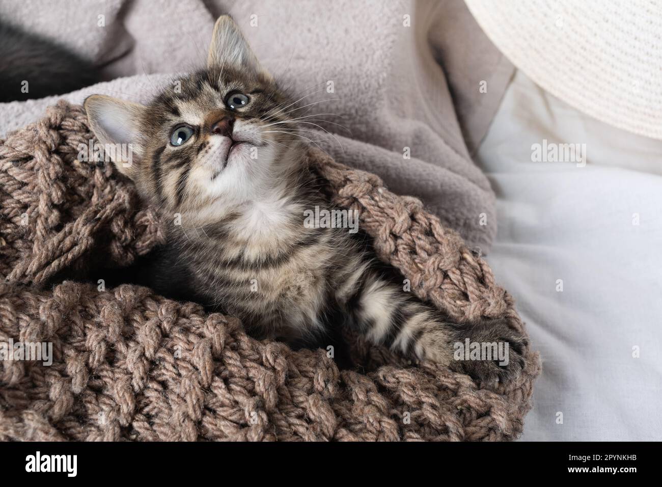 Kleines niedliches Kätzchen mit Strickdecke. Stockfoto