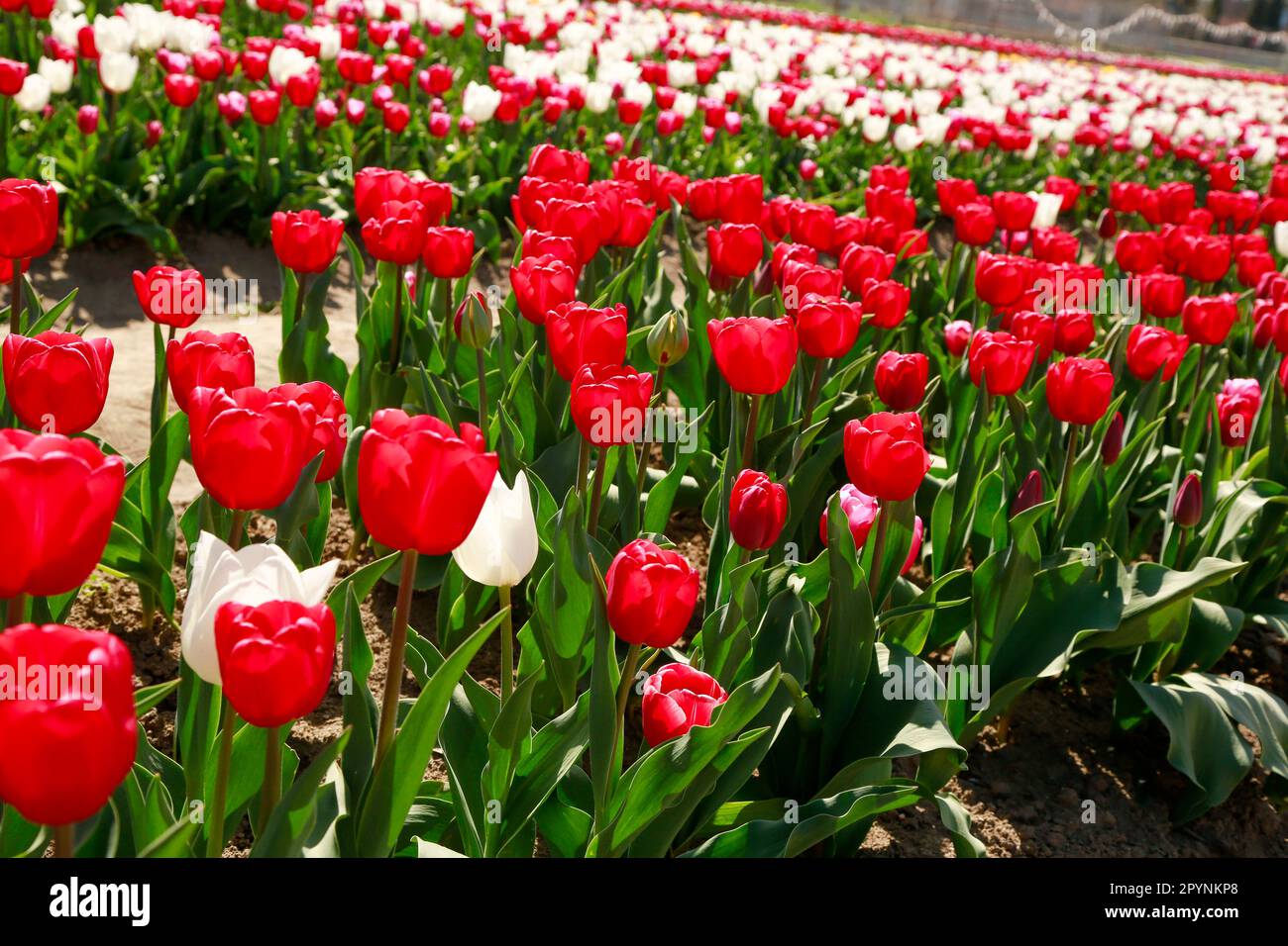 Frühling wunderschöne Tulpen blühen auf riesigen Feldern unter der Sonne, holland Stockfoto