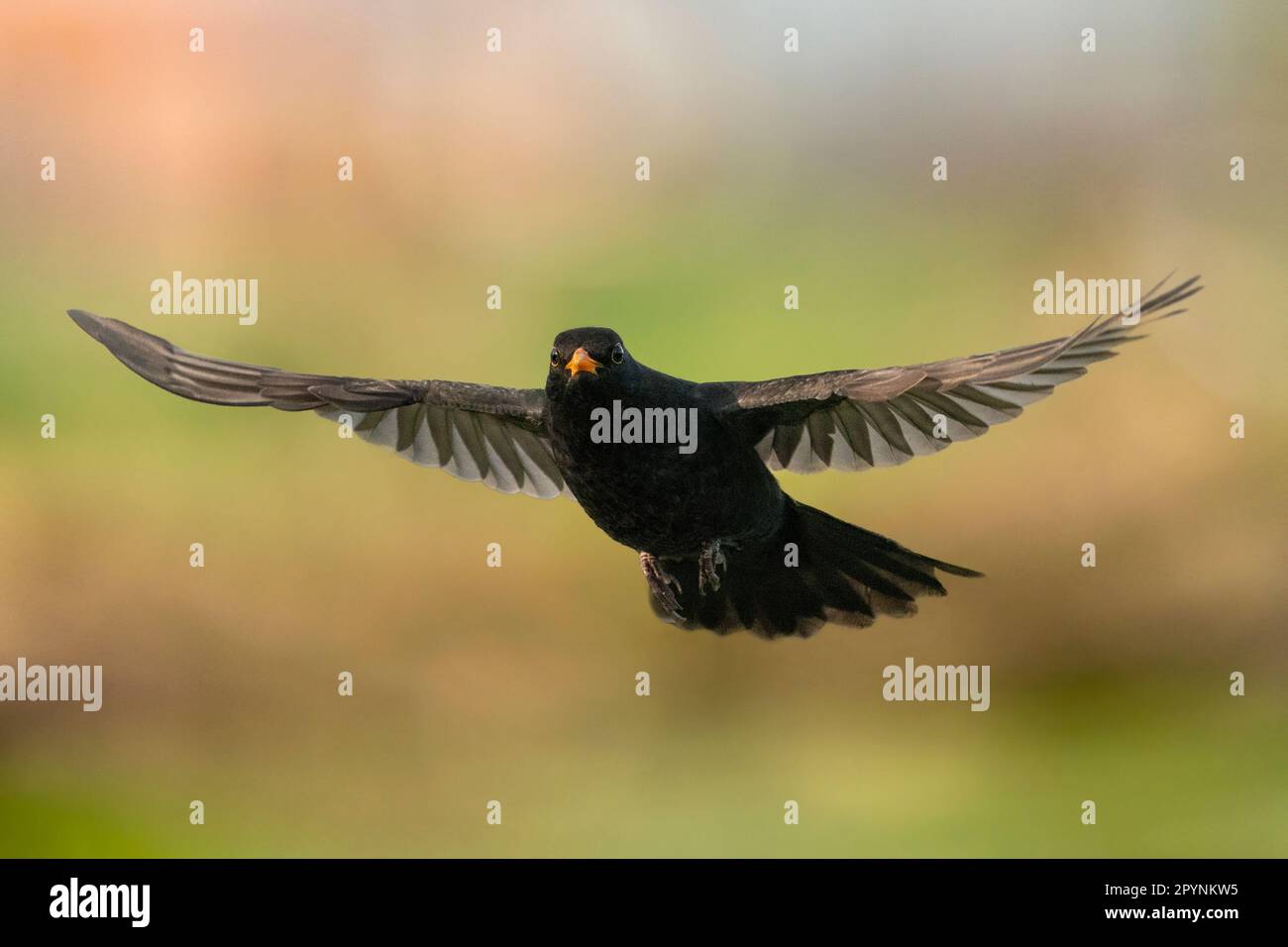 Männlicher Amboss (Turdus merula) fliegt in meine Richtung Stockfoto