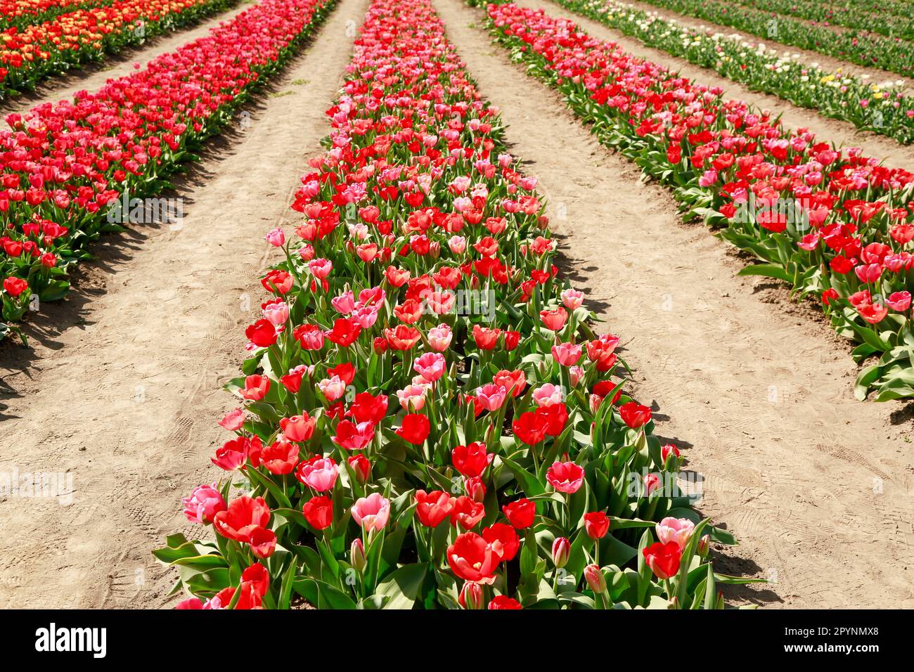 Frühling wunderschöne Tulpen blühen auf riesigen Feldern unter der Sonne, holland Stockfoto