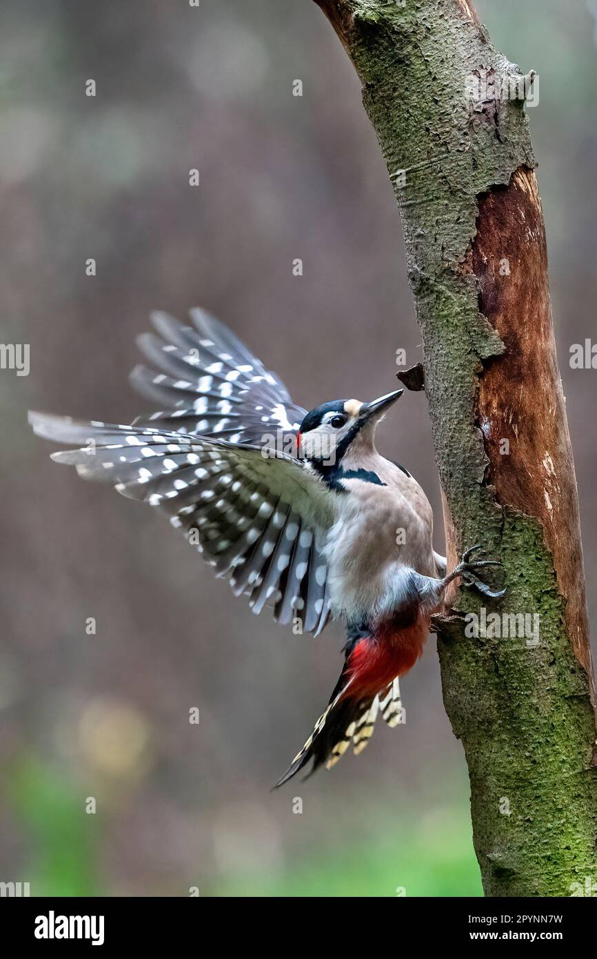 Männlicher großer Specht (Dendrocopos Major), der seine Flügel ausbreitet Stockfoto
